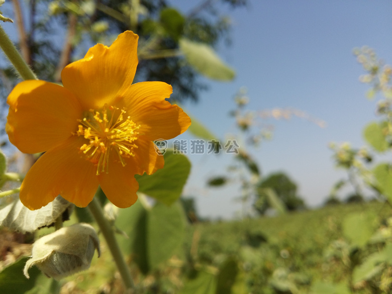 美丽的 花 农场