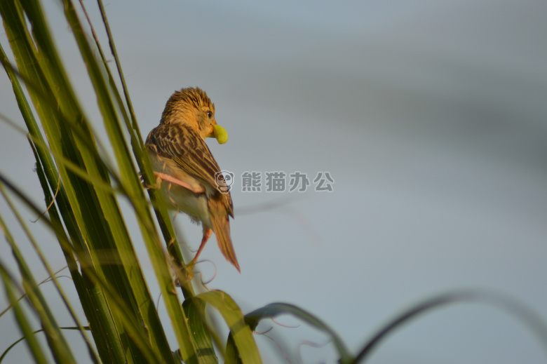 鸟 昆虫 麻雀