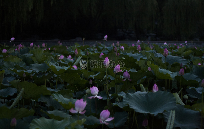 花园 池塘 阴暗的