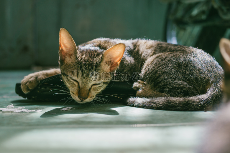 可爱极了 动物 猫