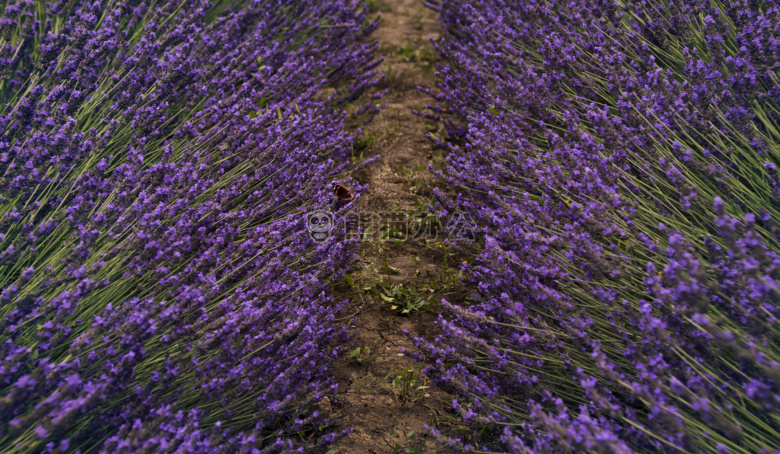 蝴蝶 花 薰衣草