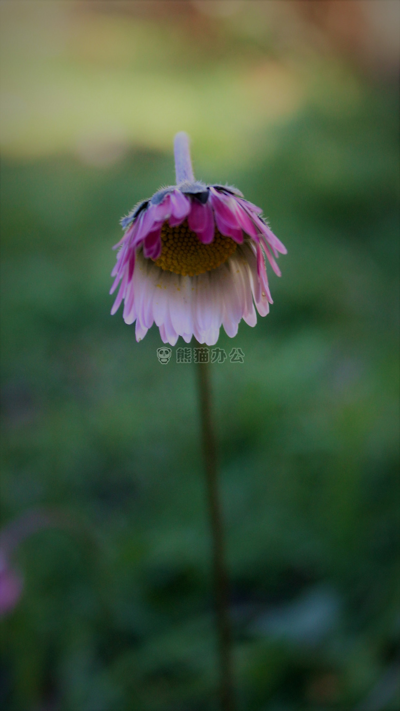 非常美丽 菲奥里 Natura