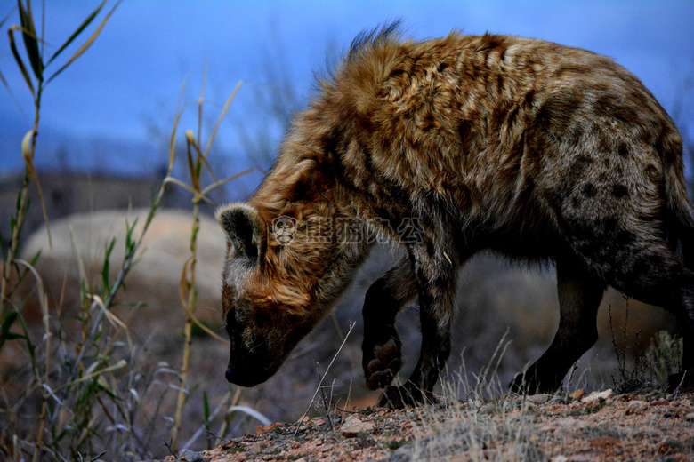 非洲 africananimals 鬣狗