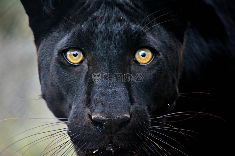 africananimals bigcat bigcats