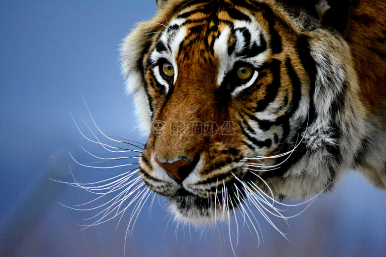 bigcat bigcats 凝视