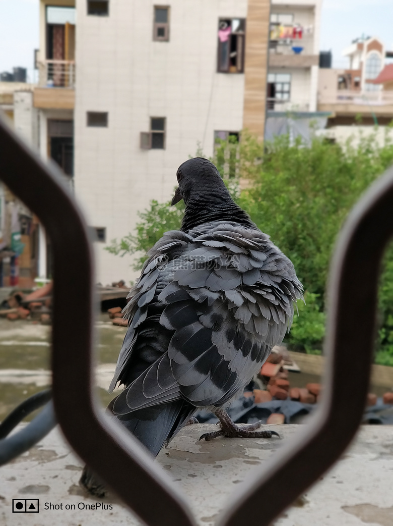 鸟 鸽子 抖抖