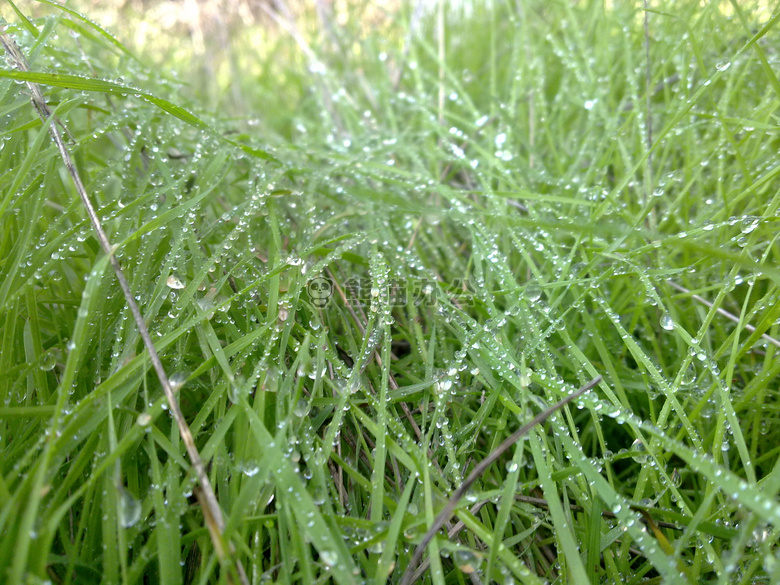 潮湿的 草