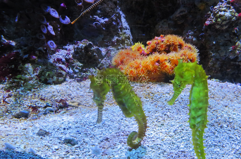 水族馆 夫妇 鱼