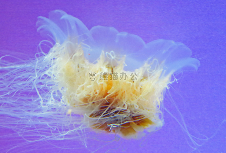 动物 水族馆 水母