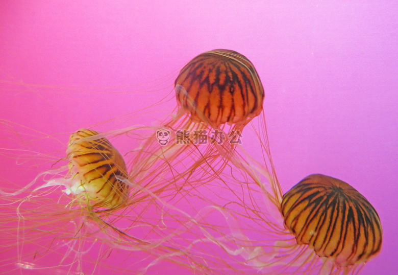 动物 水族馆 水生