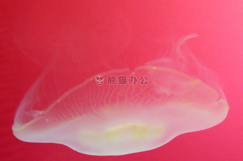 动物 水族馆 背景