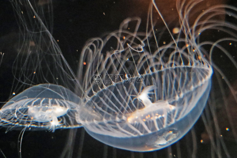 动物 水族馆 水母