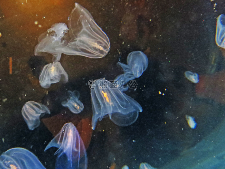 动物 水族馆 黑色