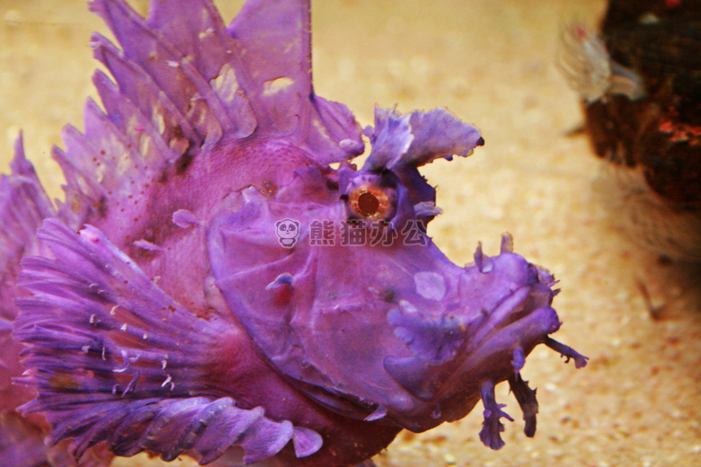 水族馆 异国情调的 眼睛