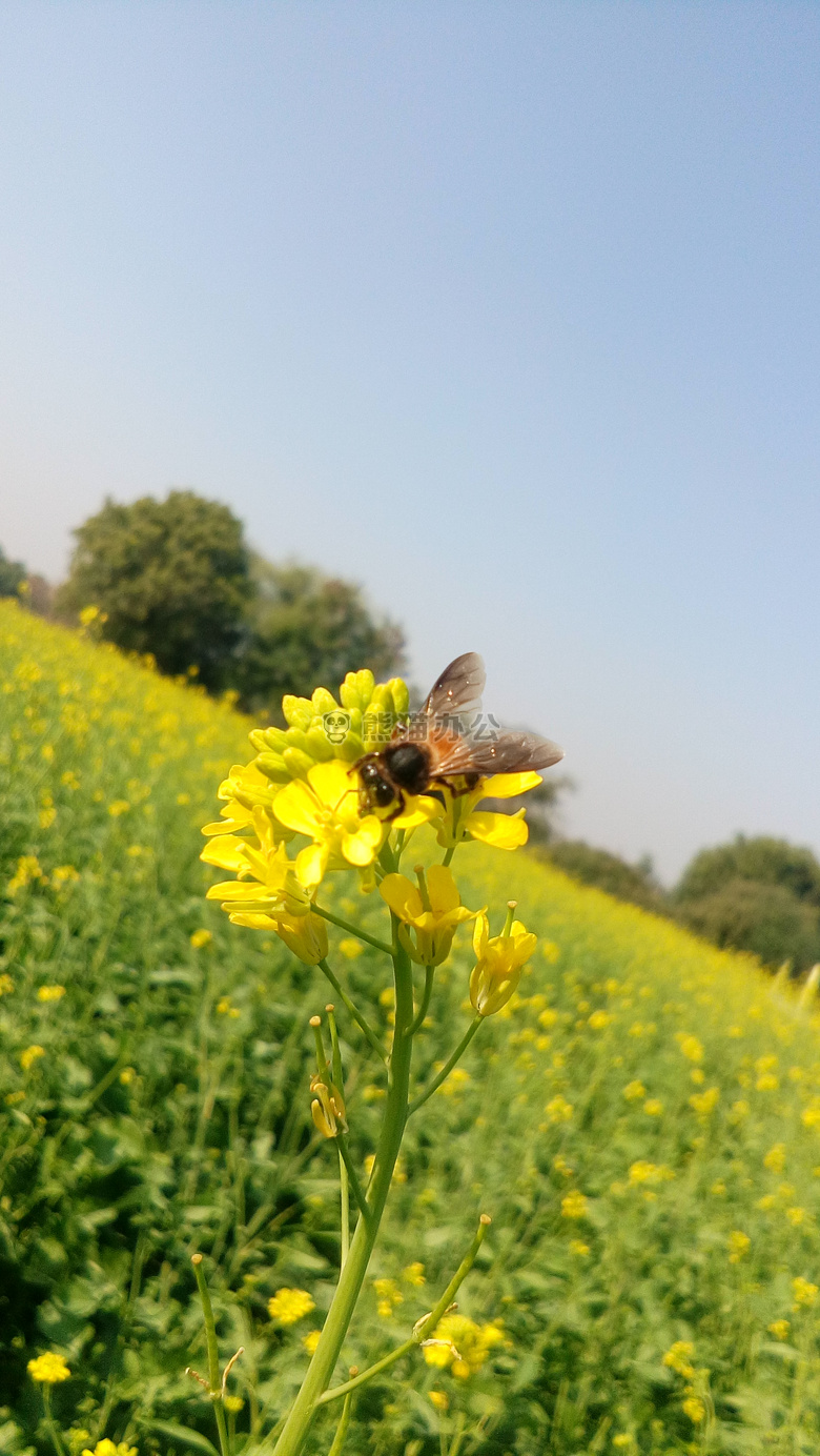 蜜蜂 玉米 领域