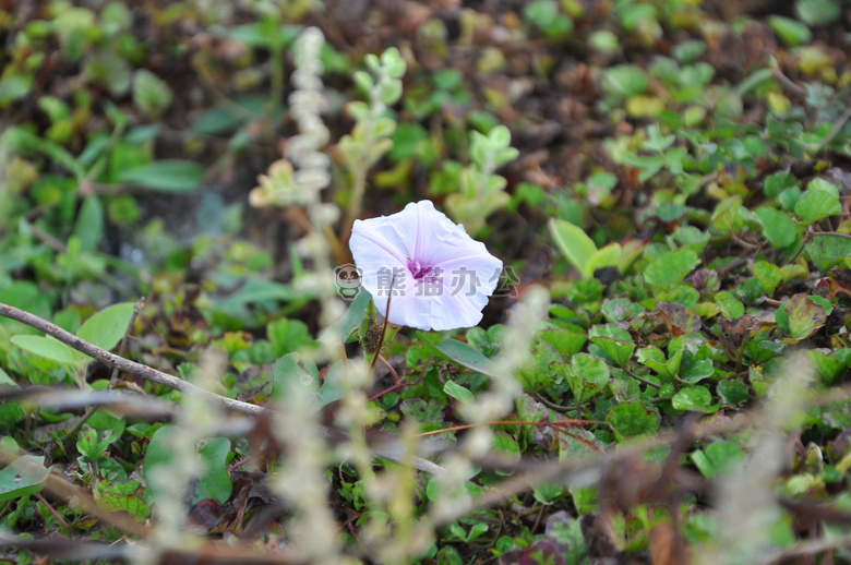 花 和 草