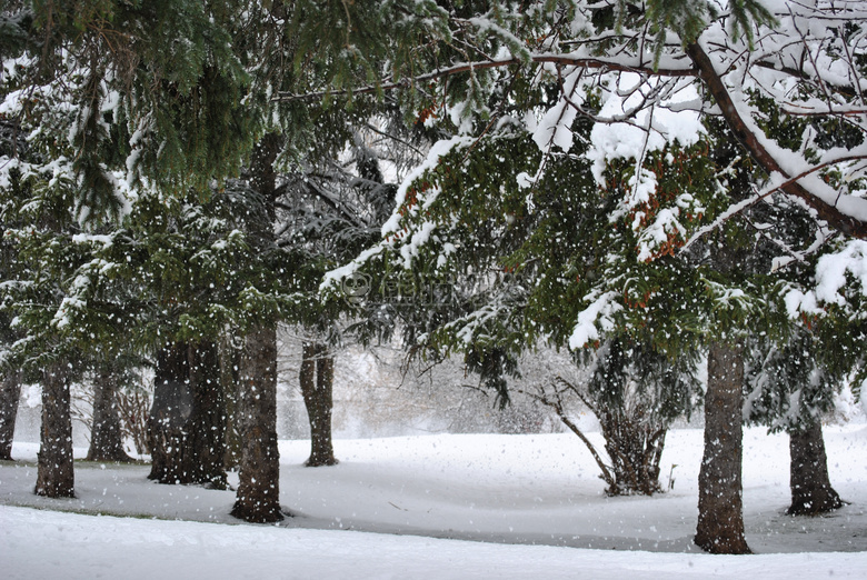 雪 降雪 树