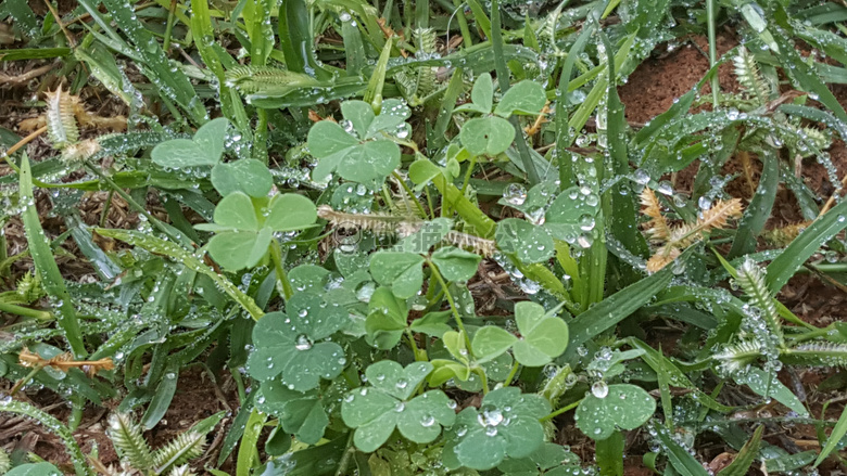 露水 露珠