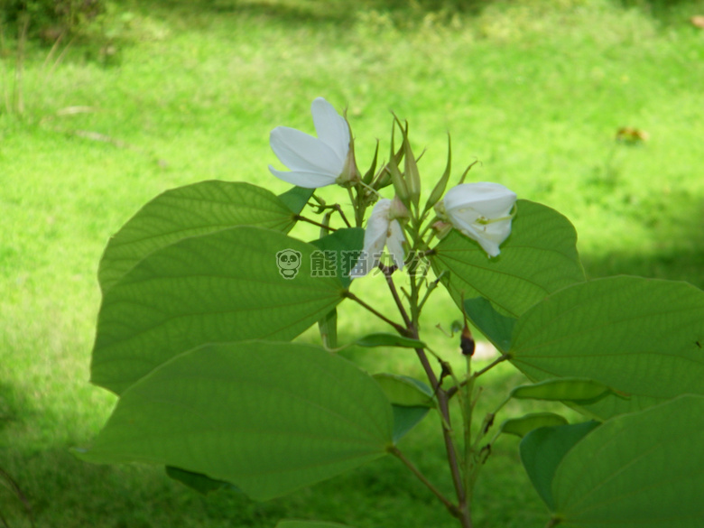 白色 紫荆花 മന്ദാരം