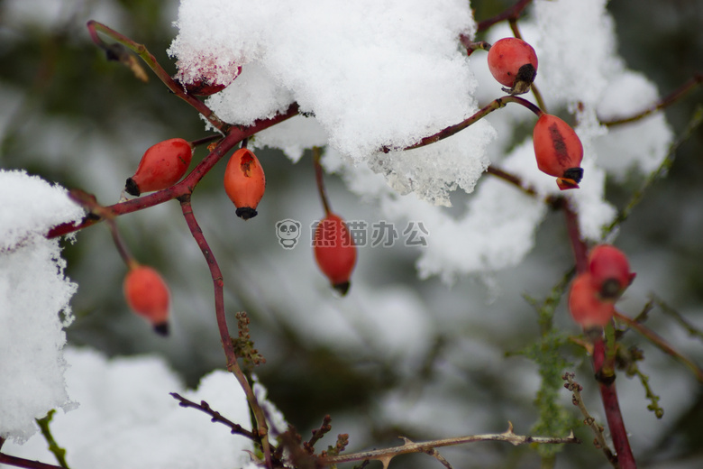 玫瑰 髋关节 雪