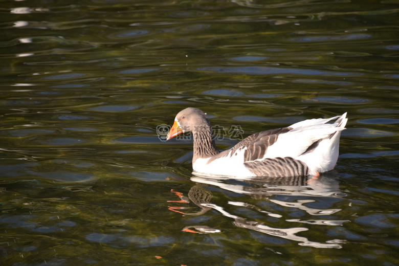 鸭子 观赏 水塘