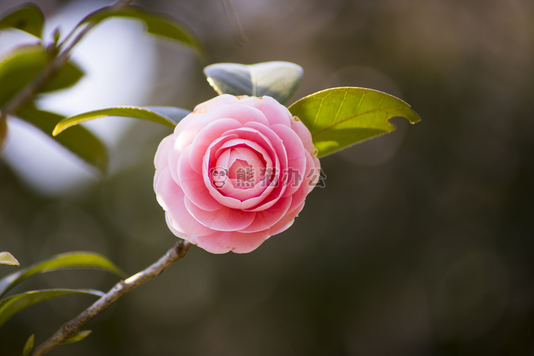 美丽的 花 散景