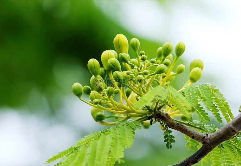 分支 明亮的 芽