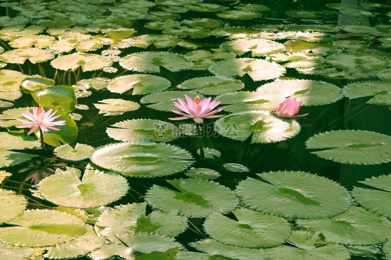 绿色 莲花 池塘