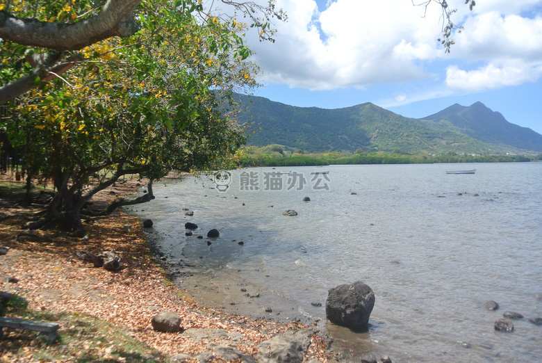 海岸 干的 叶