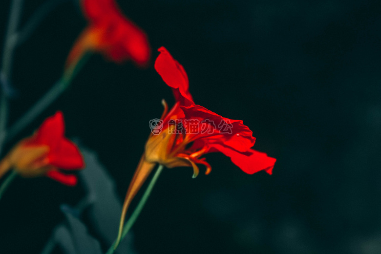 黑暗的 背景 花