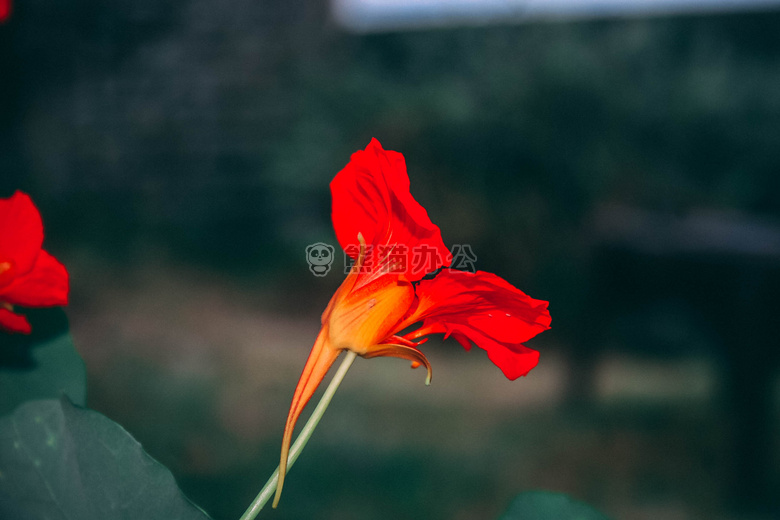 变模糊 背景 花