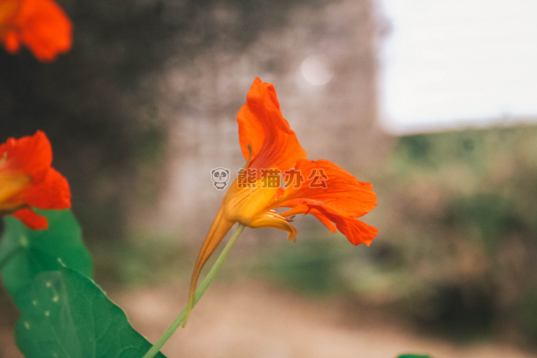 变模糊 背景 花