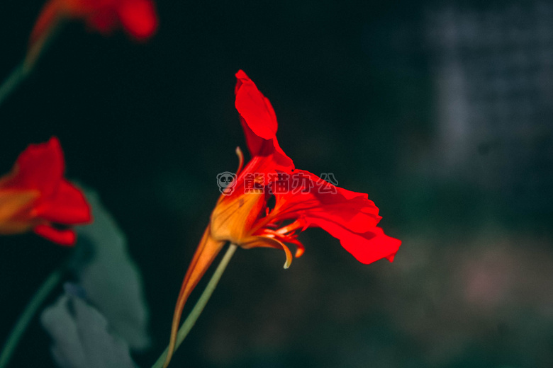 黑暗的 背景 花