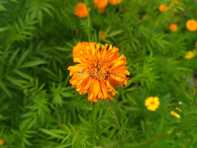 散景 花 宏