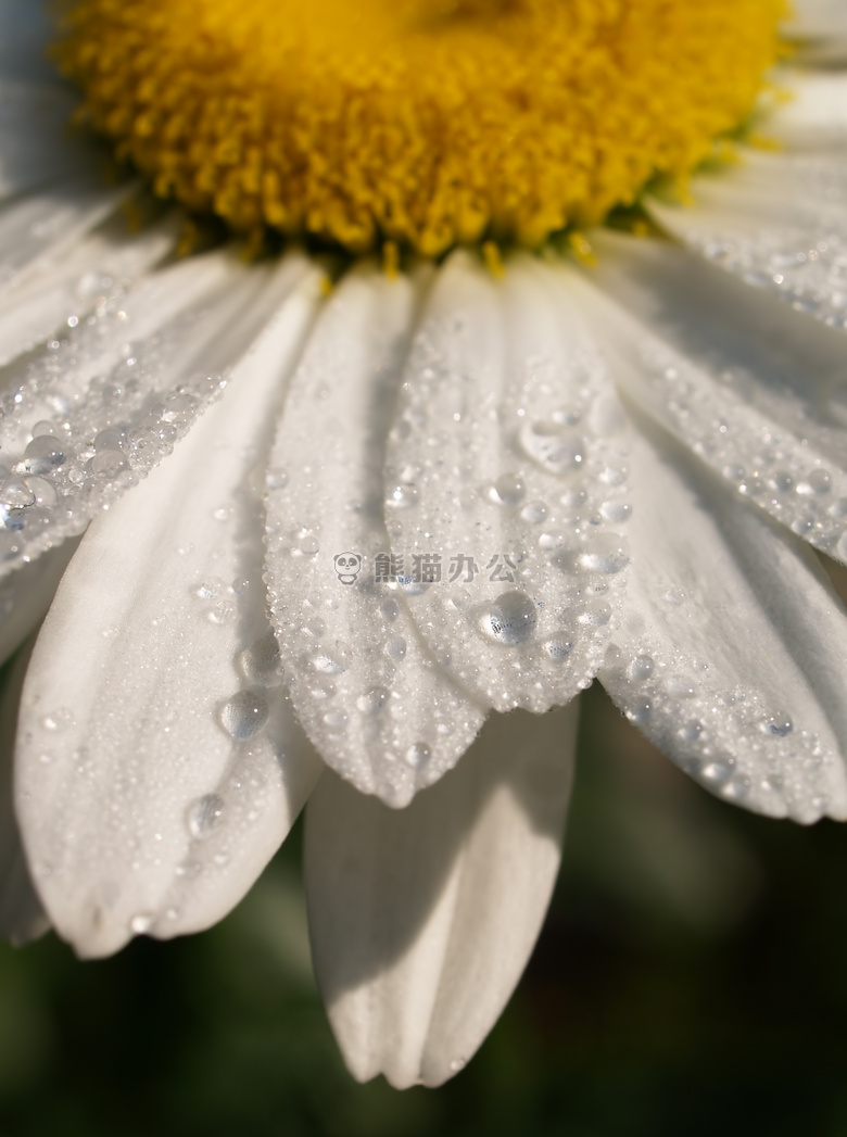 特写 雏菊 花