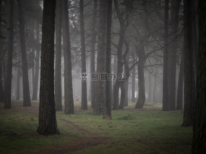 森林 草 薄雾
