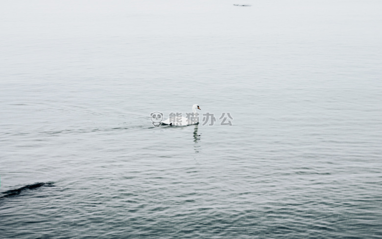 鸟 爱沙尼亚 自然