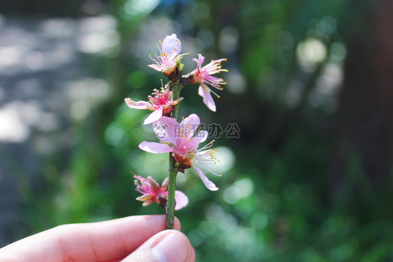 美学 樱桃 开花