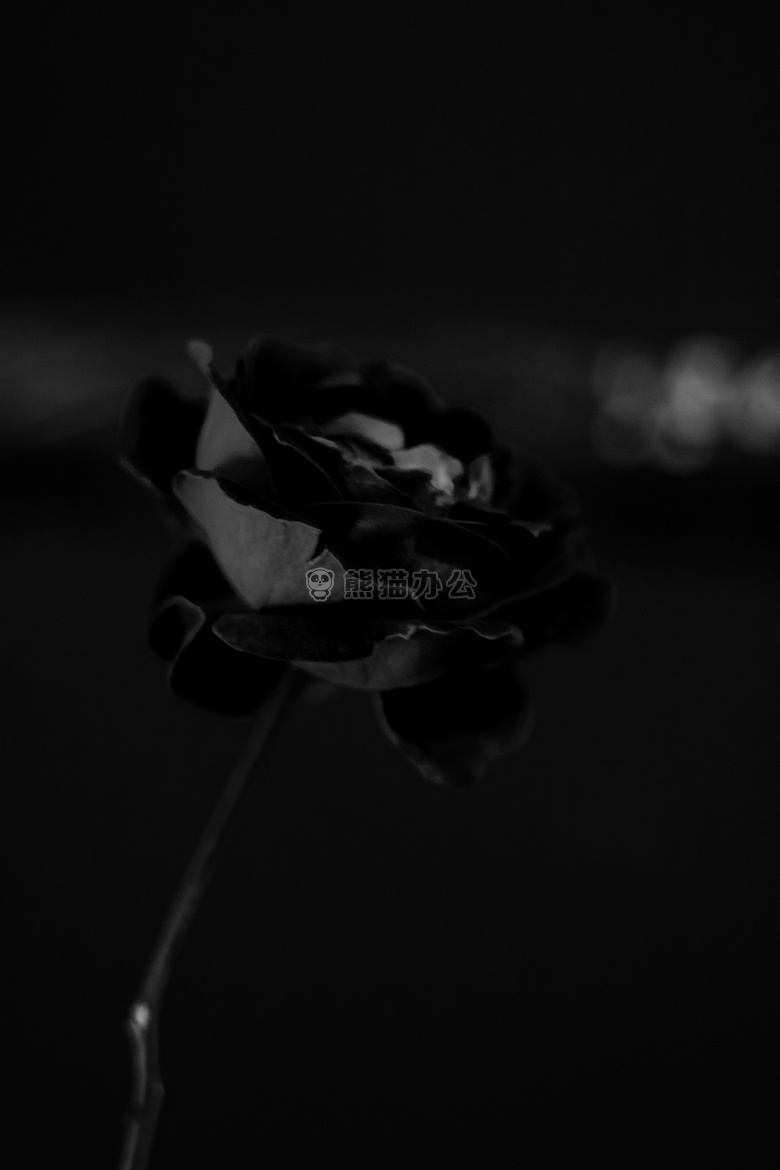 美丽的 花 黑色