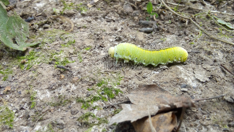 卡特彼勒 生物 绿色