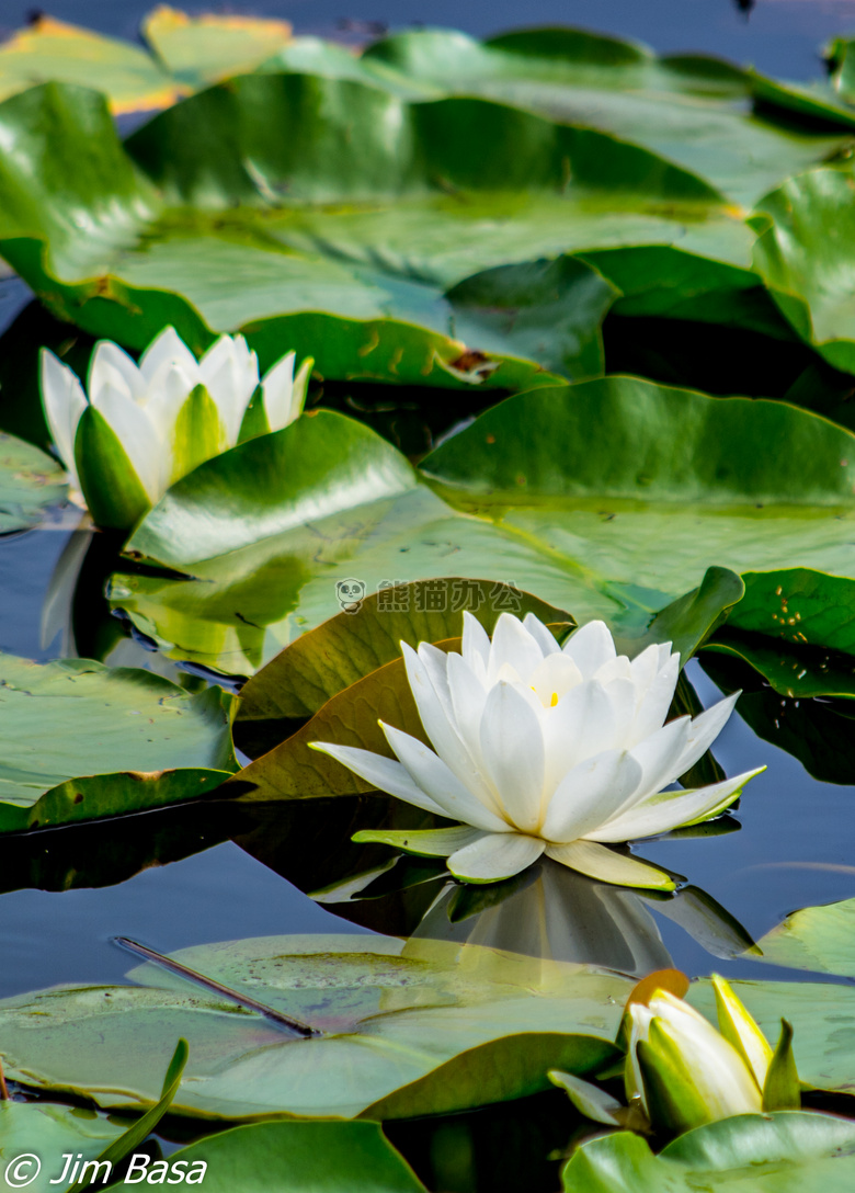 莉莉lilypad 衬垫