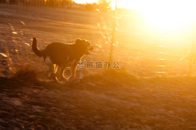 行动 照片 背面