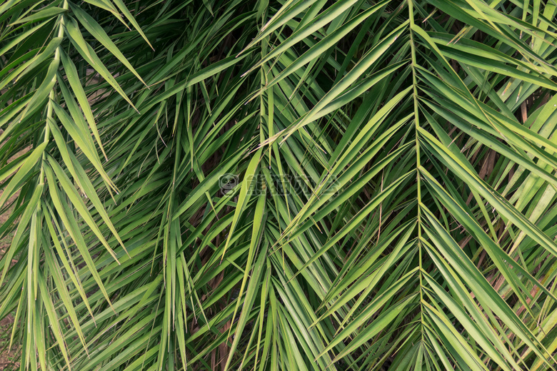 背景 美丽的 植物学的