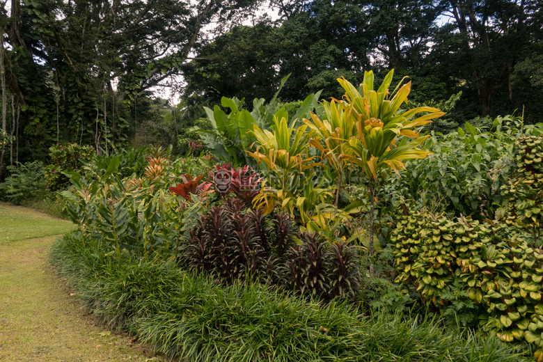 背景 异国情调的 花园