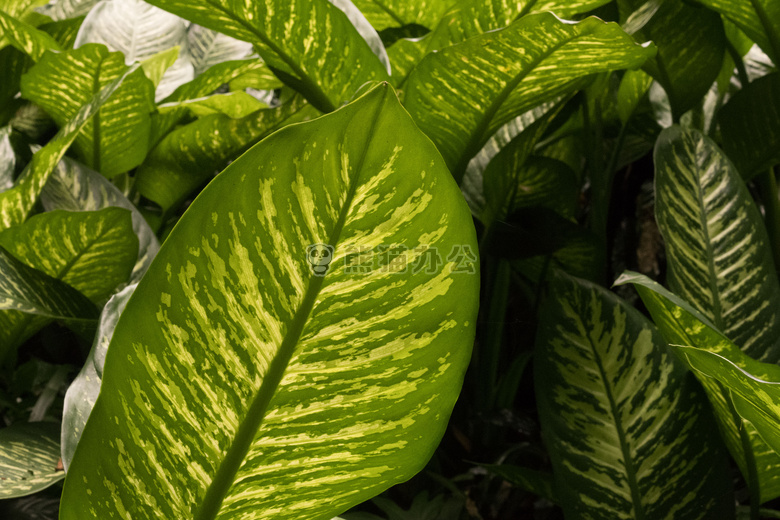 美丽的 植物学的 明亮的