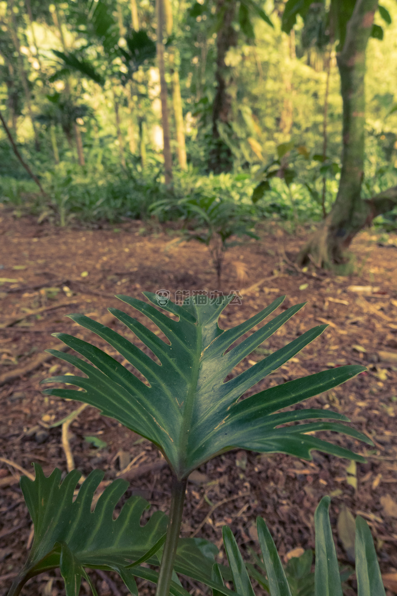 背景 美丽的 植物学的