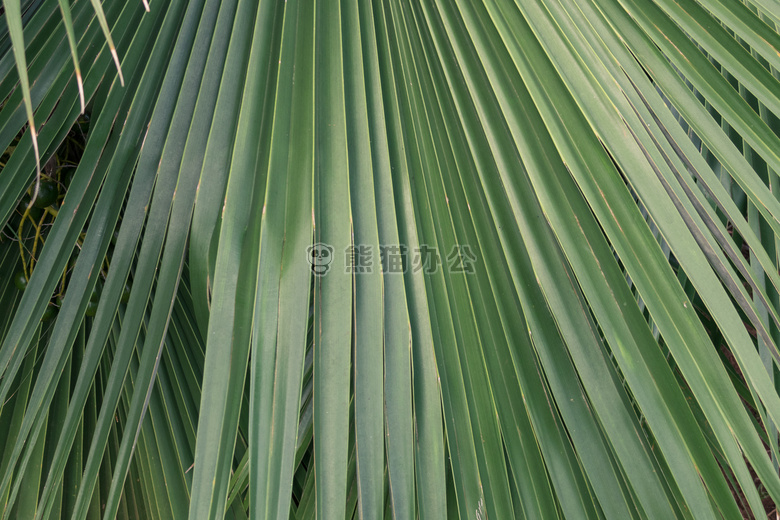 背景 美丽的 植物学的