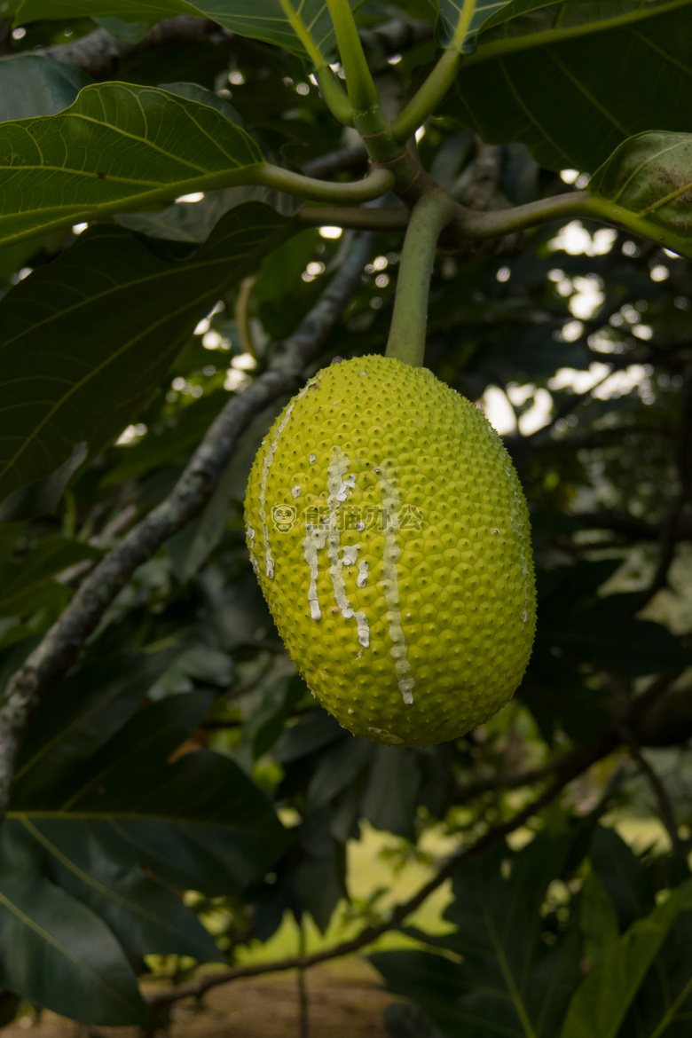 美丽的 浆果 植物学的