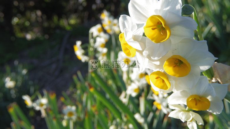 水仙花 金 绿色