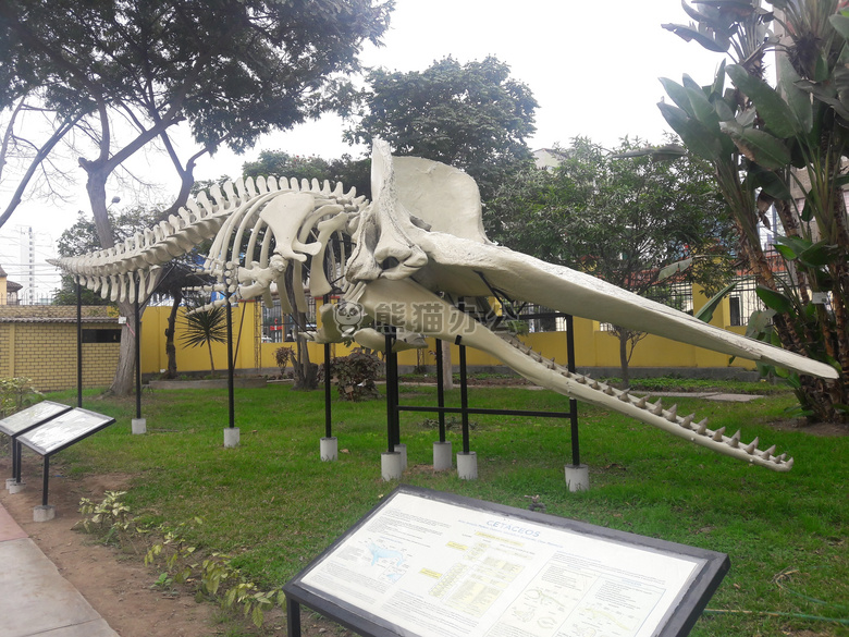 骨头 博物馆 鲸鱼